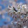 今年の桜