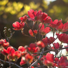 八重桜の季節