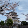 千葉城と桜とベル🏯🌸🐶