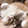 FIP(猫伝染性腹膜炎)のふわまるくんを応援するプロジェクト