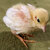 11日目のヒヨコ 羽根がのびてきた #ヒメウズラ