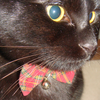 今日の黒猫モモさんの動画－２４２