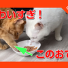 ご飯を狙う猫たち。必死でお皿を奪う姿がかわいすぎた！Cats aiming for rice.The appearance of robbing the plate was cute.