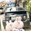 犬だけじゃなかった！シェムリアップに異常に多くてΣ(･ω･ﾉ)ﾉ！するモノ２つ