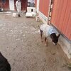 繰り返される悲劇・犬の命の重さ。