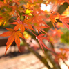 植物園で撮影した紅葉