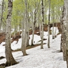 残雪と新緑のブナ林にて