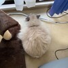 山登りの日はお見送りに出てきてくれるふくちゃん