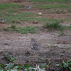 Water Thick-knee ミズベイシチドリ