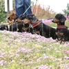 るま家の旅行に途中参加の「芝桜花桃公園」