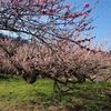 【写真・雑記】七折の梅まつりに行ってきました！！だいぶ春らしくなってきましたね～♪