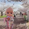 さくらの花が満開、心待ちにしていた日本の春です。大阪の万博公園と滋賀の彦根城のさくらにうっとりしました。