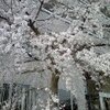 病院の桜