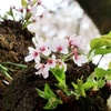 散り始めの小金井公園桜で4月の始まりを愉しむ