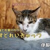 すとれいきゃっつ（伊那市）｜保護猫と戯れる石窯ピザが有名なカフェ