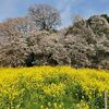 【印西】吉高の大桜に電車と徒歩で行ってみました