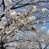 平田靱負ロード(大榑川堤)へソメイヨシノを見に行った2025