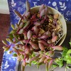 🌵多肉植物  秋の植え替え作業⑯🌵