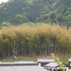 竹の秋