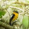 探鳥日記②：キビタキの撮影に成功！