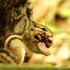 円山公園～リスや野鳥に会える公園 札幌の街中にも野生動物がいます