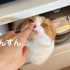 【猫学】猫の好きな香りと苦手な香り。