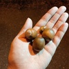 I picked up acorns in the park last night