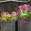 花いっぱいのガーデン