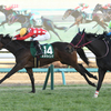 競馬初心者必見☆馬券予想🔥〜フェアリーS〜桜花賞に向けた一戦