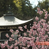 勧修寺かじゅうじのボタン桜