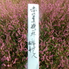 今日の誕生花「赤マンマ」余談