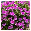 ピンク色の花