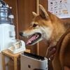 犬の歯医者に行く1 犬の歯の破折と歯石取り 今日の柴ちゃん321