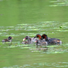 千里南公園の池の