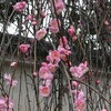信仰者の成長を導く教会（1）