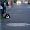 地元住宅街のねこさん