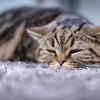 猫の異常な「ゴロゴロ」音とは❓