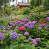 紫陽花の三室戸寺（みむろとじ）