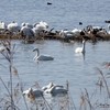 日本　琵琶湖の小白鳥