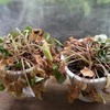 夏越しは休眠法で