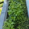 アジアな空間　その２０３７４　花の種を植えたらほうれん草が出たの？　の巻