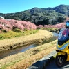 PCX150で南伊豆の河津桜と菜の花を見に行こう🎵