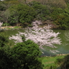 明石公園の池の桜の比較