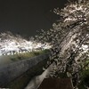 満開？桜2019