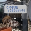 【新人ヤドカリたちの貝殻事情】