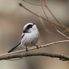 エナガ（Long-tailed tit）