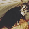 愛猫さんのプロフィール