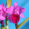 Cattleya  labiata fma. rubra ‘Red Queen’ BM/JOGA