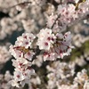桜の写真&iPhone Xのカメラきれい