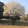 神田川、和田堀公園陸上競技場、夕日が丘ランニング〜ポカポカ陽気〜